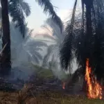istimewa
