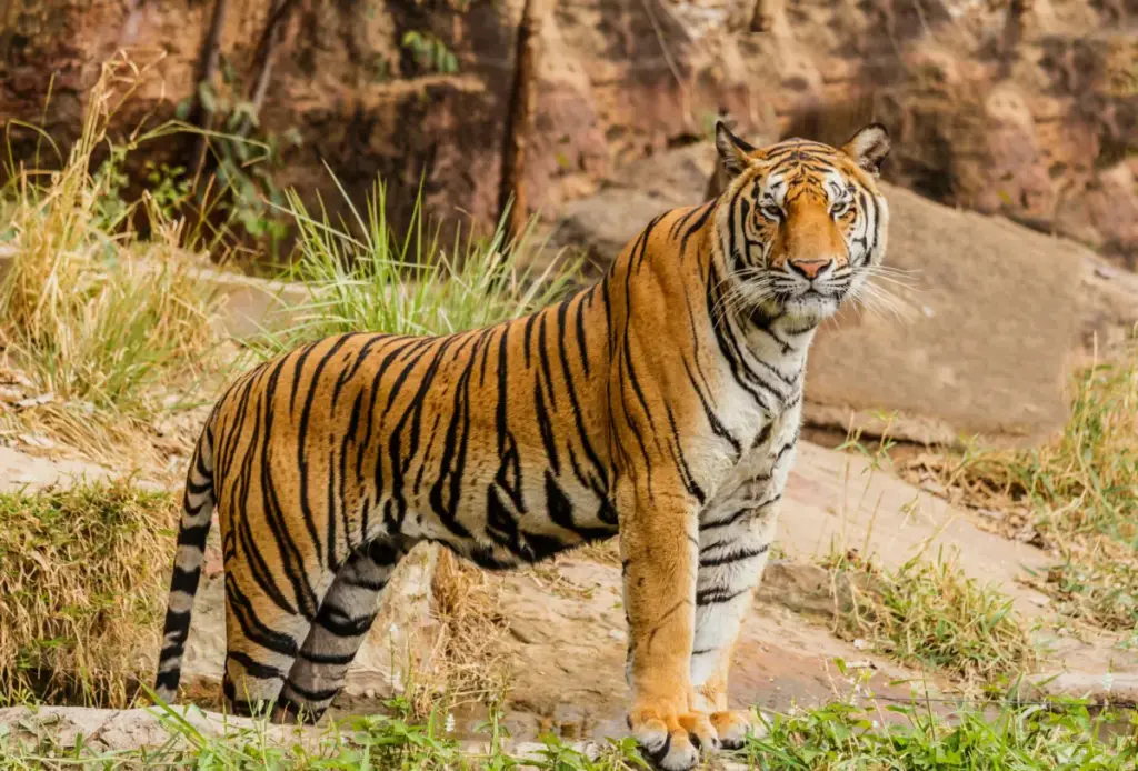 Viral! Video Harimau Turun Gunung Papandayan Hoax, Pemkab Garut Himbau Waspada Informasi Palsu (Unsplash/radargarut.id)