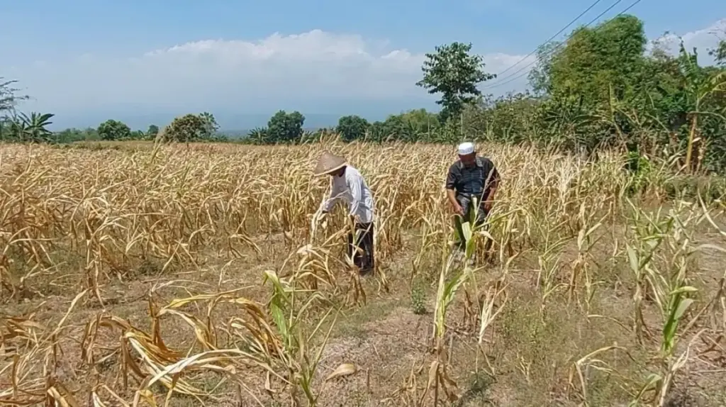 Hasil Panen Jagung di Cibatu Garut Anjlok Akibat Kekeringan istimewa