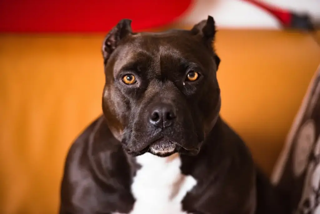 Anak SD Digigit Pitbull Lepas di Bandung: Kepala dan Telinga Luka Parah, Korban Masih Dirawat Intensif (Unsplash/radargarut.id)