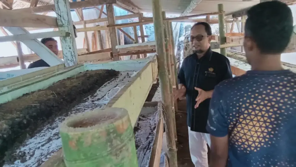 Cacing Sebagai Solusi Wisata Podol Sapi istimewa