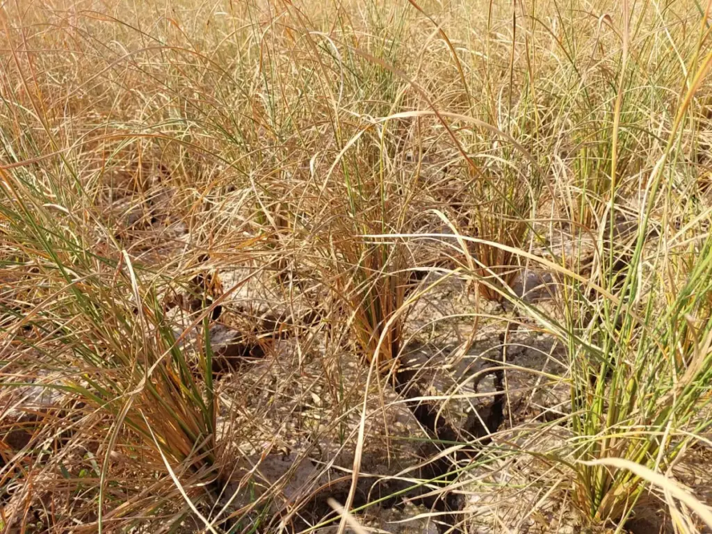 Lahan Persawahan terdampak Kekeringan di Kecamatan Cibatu. (Istimewa)