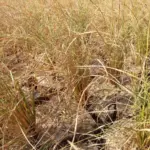 Lahan Persawahan terdampak Kekeringan di Kecamatan Cibatu. (Istimewa)