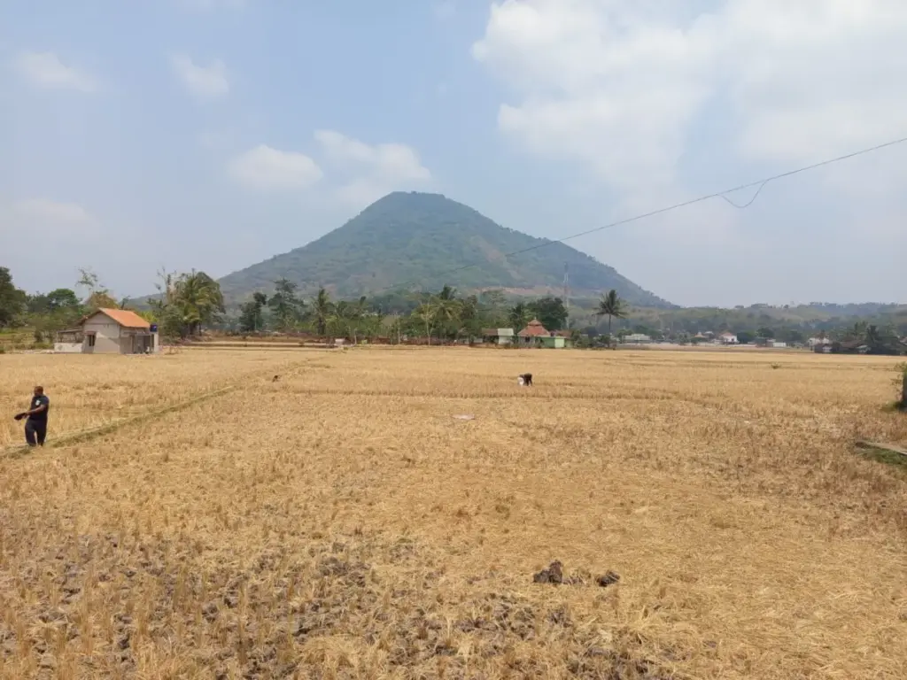 Kekeringan, Padi Dimanfaatkan untuk Pakan Radar Garut
