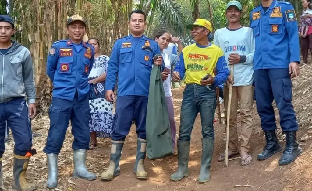 King Kobra Sepanjang Tiga Meter Resahkan Warga Limbangan: Disdamkar Garut Lakukan Evakuasi (Istimewa)