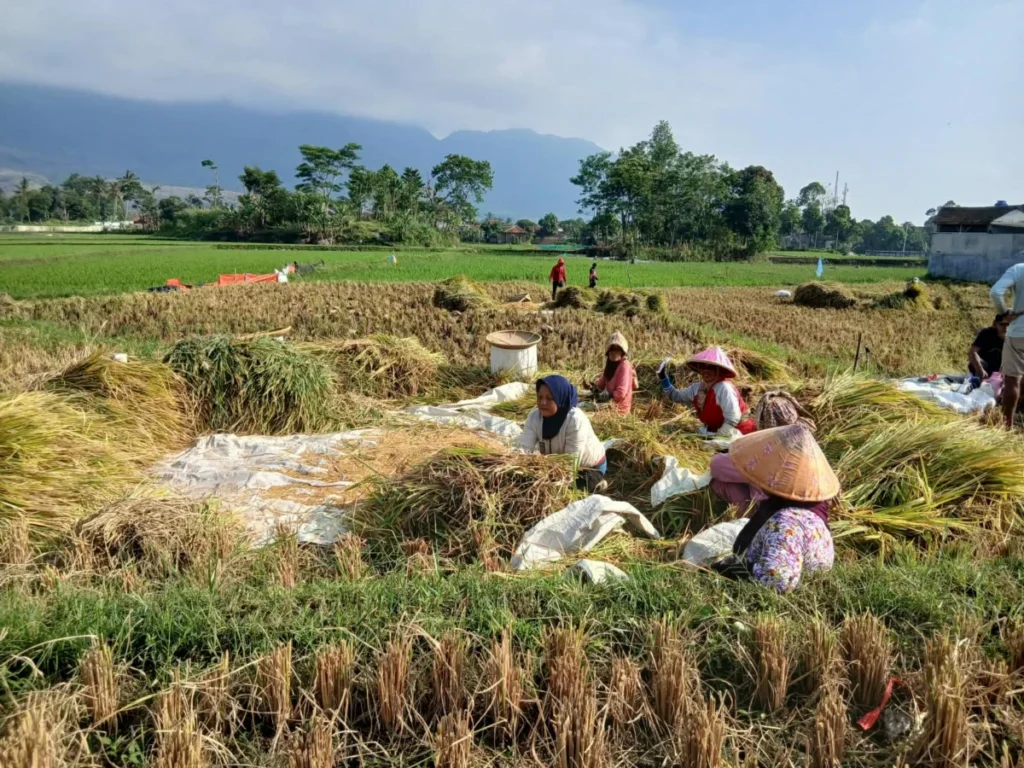 7.869 Hektare Sawah di Garut Tetap Panen di Tengah Musim Kemarau Melanda Radar Garut